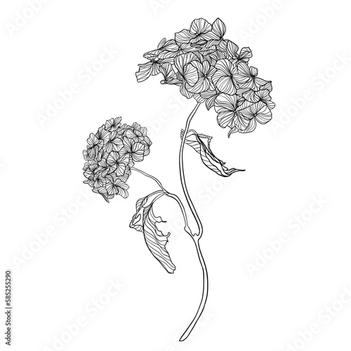 Flower Hydrangea. Vector illustration. Coloring. Black lines. Gardener, gardening banner