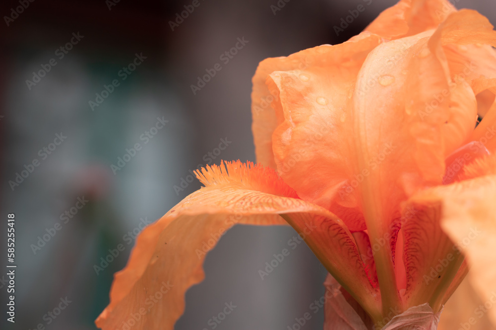 Beautiful colorful orange and red iris, tulip, rose flower macro. Close