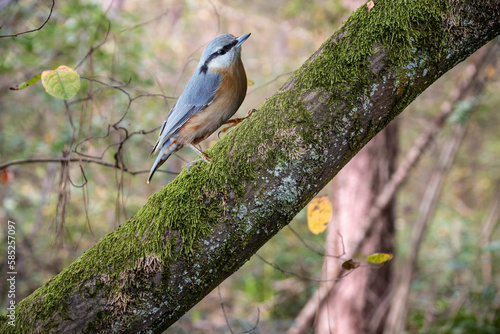 Eurasian nuthatch, Sitta europaea. A bird climbs the trunk of a tree in search of food
