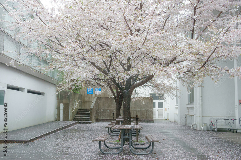 雨上がりの満開の桜と散り花