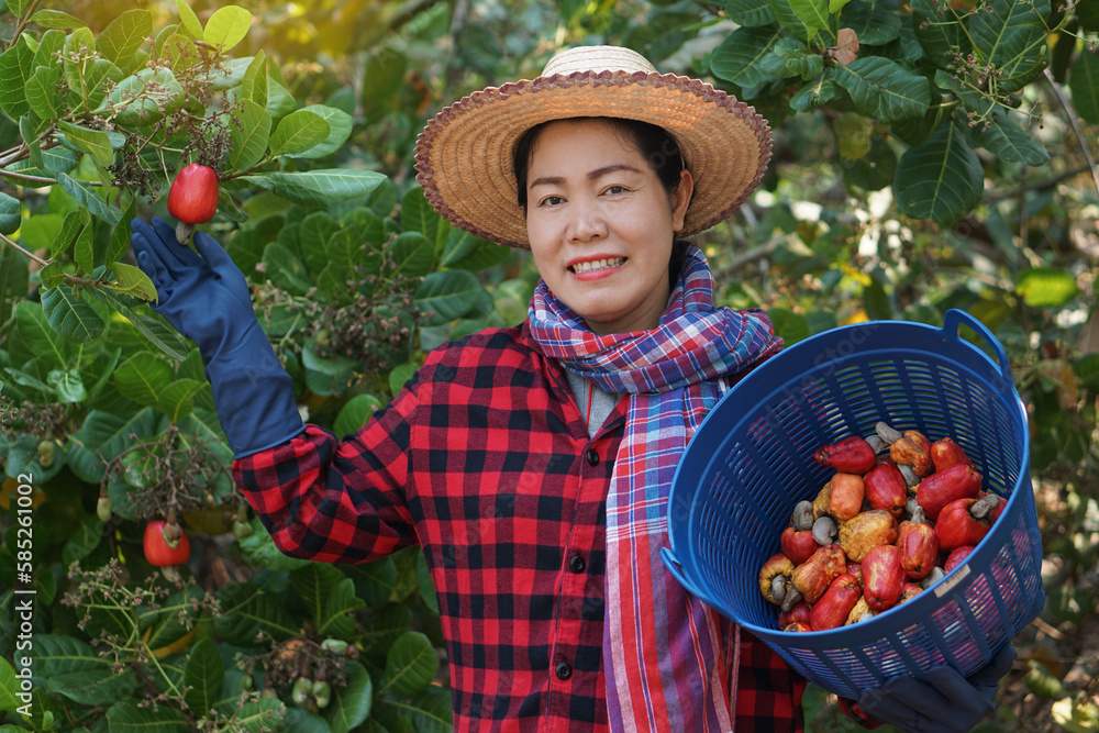 Asian woman gardener works at cashew garden, holds basket of cashew fruits. Economic crop in Thailand. Summer fruit. Ready to be harvested. Concept : happy farmer. Agriculture lifestyle.    