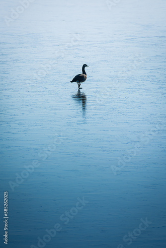 Goose on Frozen Lake