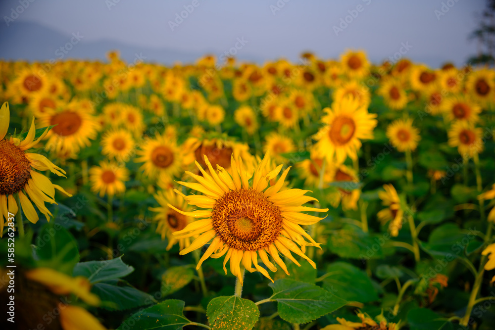 Fototapeta premium sunflower field with sky