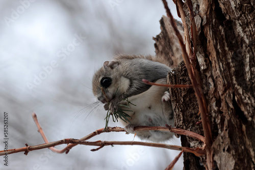 Flying Squirrel on a branch in Hokkaido, Japan