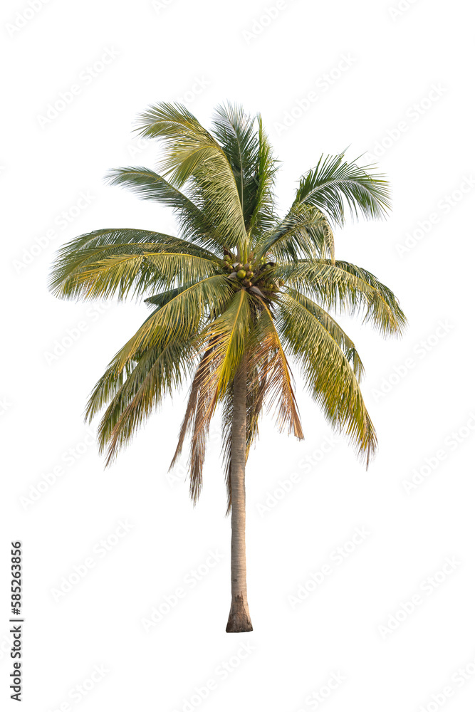 Coconut palm tree isolated on white background.