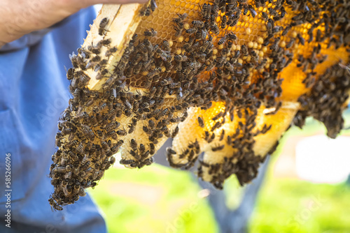 Burr comb is a type of natural honeycomb. creative world of bees: a beekeeper who enjoys work. Reliable routine: beekeeper, inspecting the framework