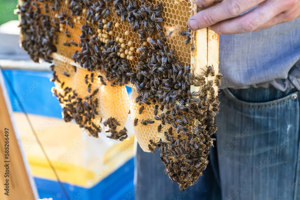 burr comb with honey. Life in the apiary: the favorite work of a beekeeper. Iworld of bees: beekeeper and his experience in the apiary burr comb with honey. Life in the apiary: the favorite work of a beekeeper. Iworld of bees: beekeeper and his experience in the apiary