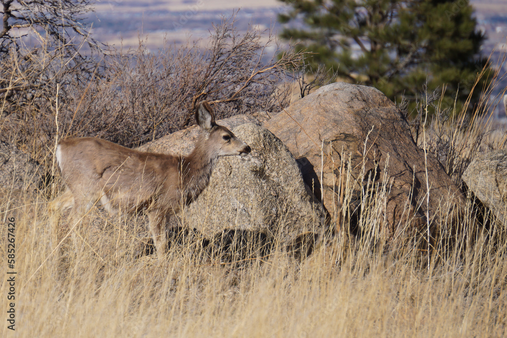 Mule deer yearling Mule deer yearling