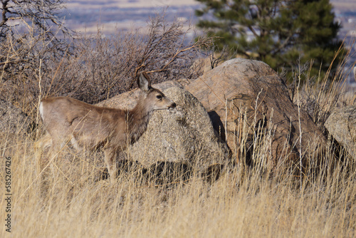 Mule deer yearling photo