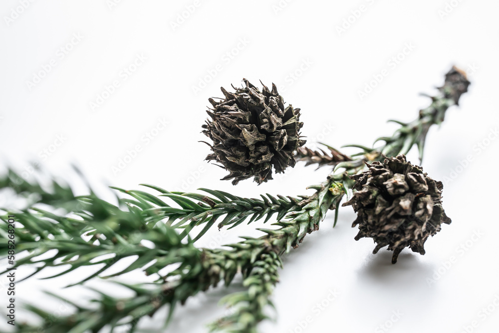 杉の実 スギの雌花 Stock-Foto | Adobe Stock