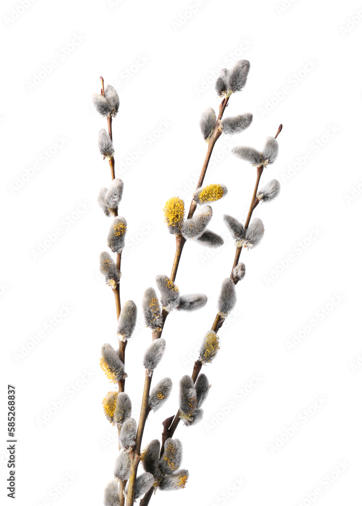 Beautiful blooming willow branches isolated on white Beautiful blooming willow branches isolated on white