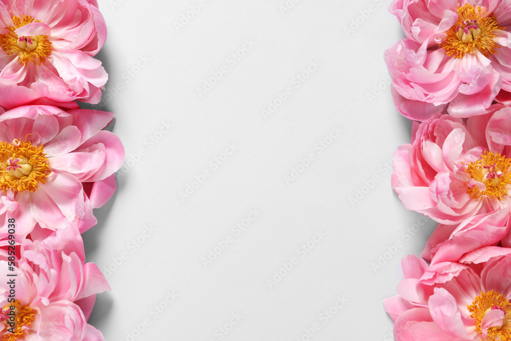 Beautiful pink peonies on white background, flat lay. Space for text