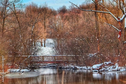 winter in the park