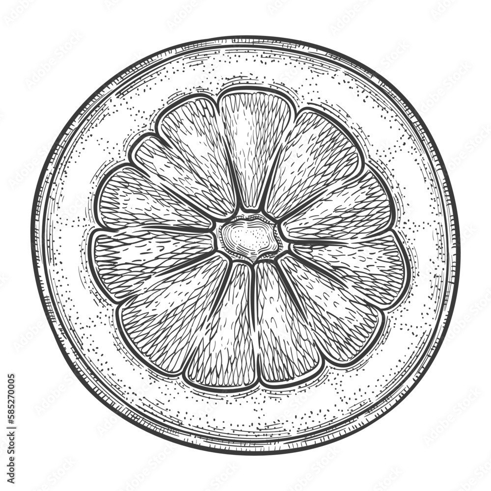 Obraz premium Cut citrus lemon, round half part orange, piece mandarin juicy fruit botanical outline sketch. Slice tropical lime. Halve pomelo grapefruit. Healthy vitamin food. Vintage engraving hand drawn vector 