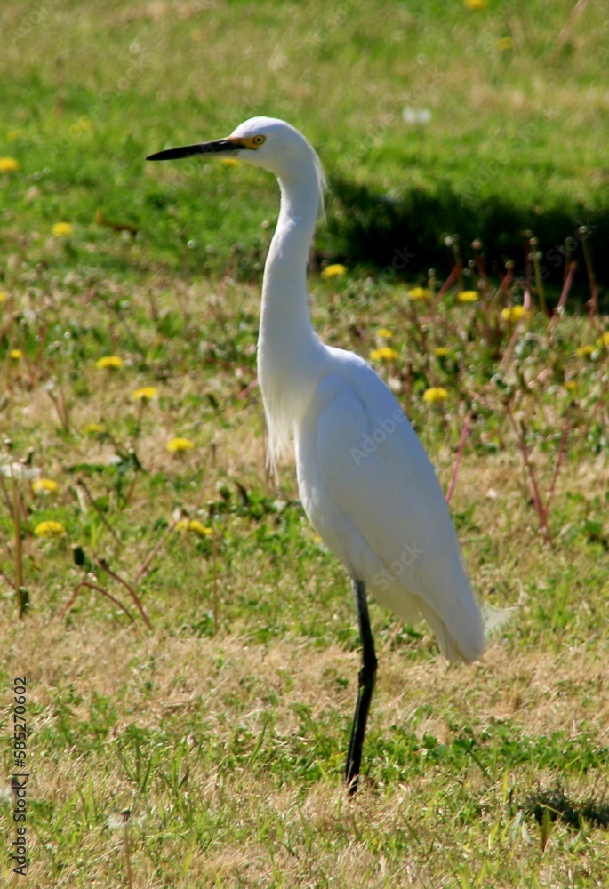 White Egret in Flowering Meadow White Egret in Flowering Meadow