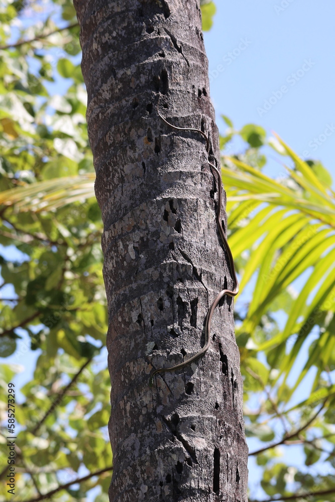 Beautiful rat snake coming down a palm tree Beautiful rat snake coming down a palm tree
