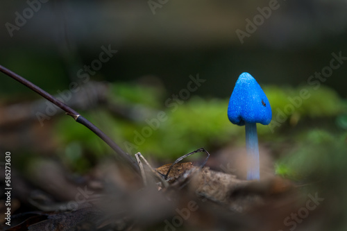 Blue mushroom (Entoloma hochstetteri) on forest habitat in the Rotorua district. photo