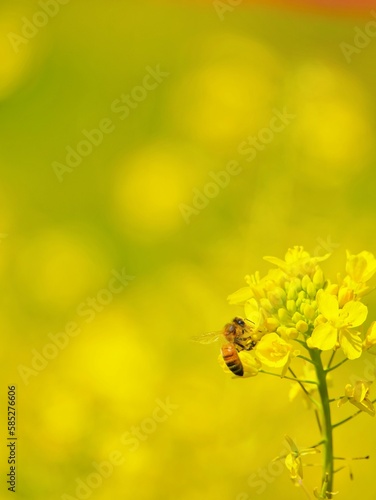 イエローバックにセイヨウアブラナの花に止まるポリネータのミツバチという虫 © cattosus