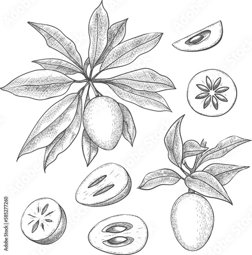 Hand drawn sapodilla