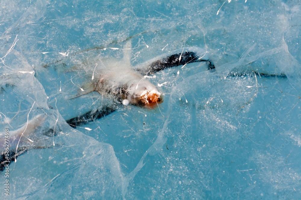 Fototapeta premium Ice texture original beautiful blue design pattern