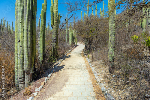 Walking path with columnar cactus in the Helia Bravo Hollis botanical garden, Tehuacan Cuicatlan Biosphere Reserve, Puebla, Mexico. photo
