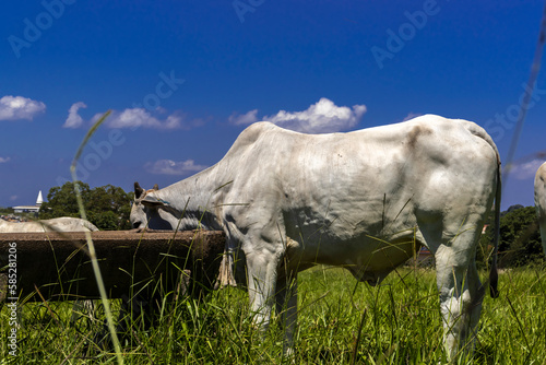 Herd of zebu Nellore animals in a pasture area of a beef cattle farm in Brazil