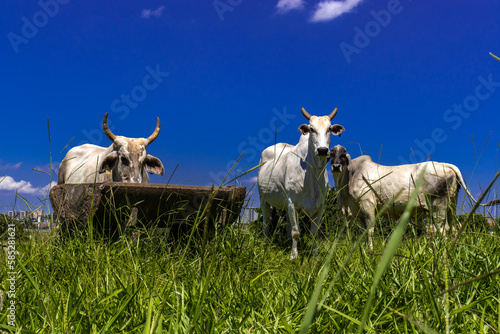 Herd of zebu Nellore animals in a pasture area of a beef cattle farm in Brazil