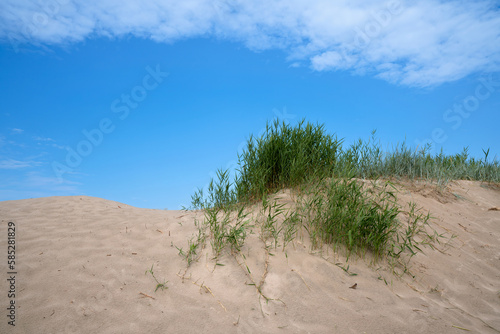 Grass bushes on a sand dune near the beach on the Baltic Sea coast in the village of Yantarny  Kaliningrad region  Russia