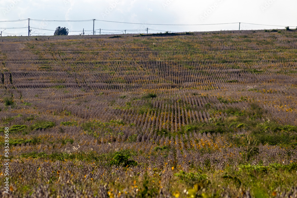 Rural landscape with fresh soy field. Soybean field, in Brazil. Rural landscape with fresh soy field. Soybean field, in Brazil.
