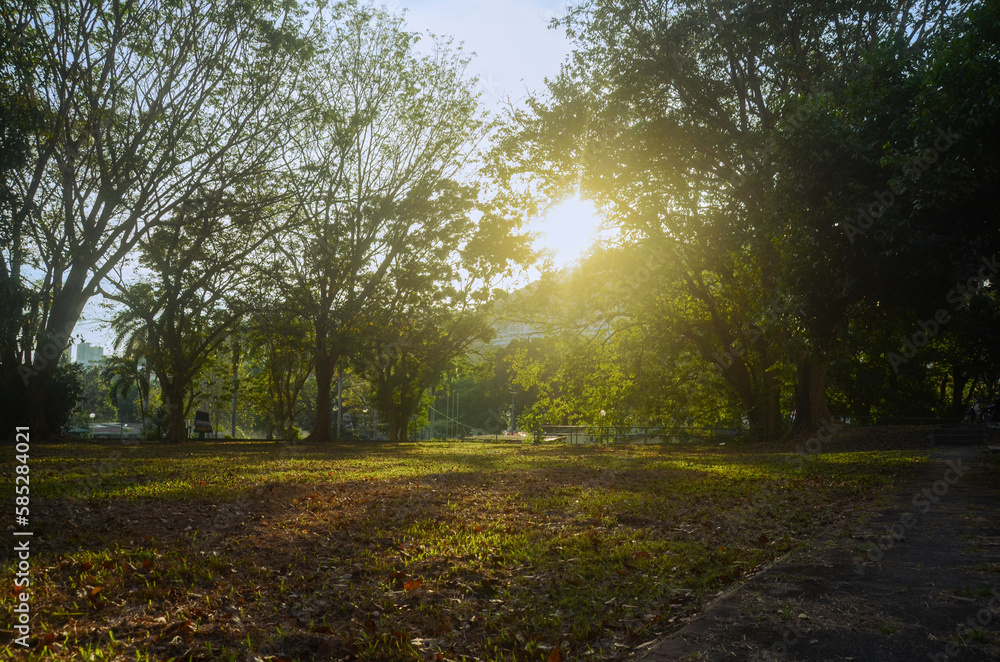 Naklejka premium Setting sun shining in between the trees in the park
