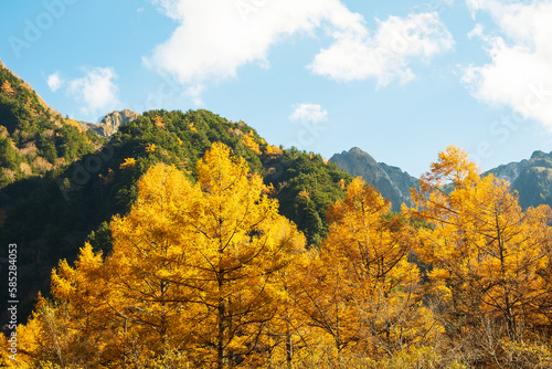 秋の風景、黄葉したカラマツの木