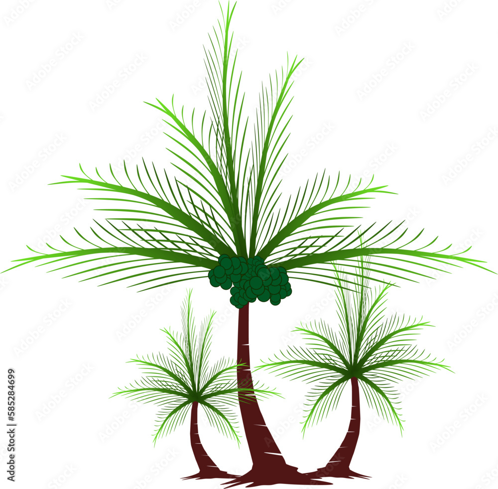 palm tree isolated on white palm tree isolated on white