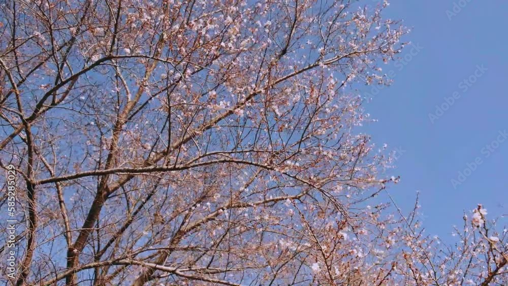 風に揺れる桜の木 風に揺れる桜の木