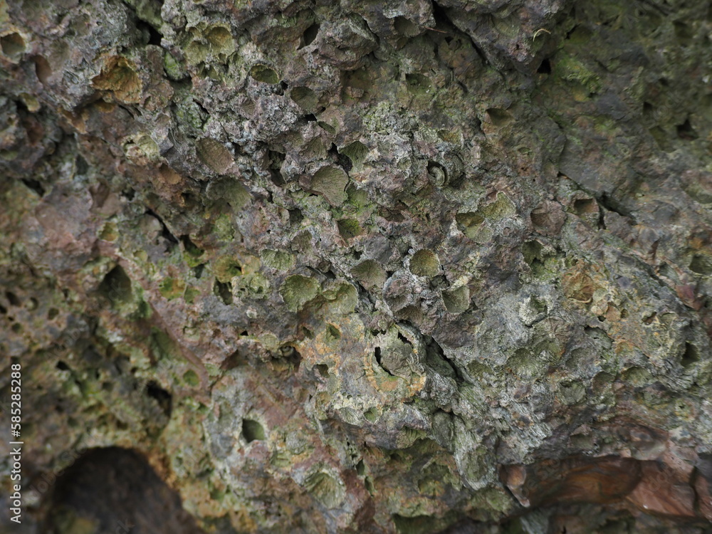 岩 流紋岩 岩 流紋岩
