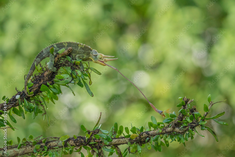 Jackson's Horned Chameleon