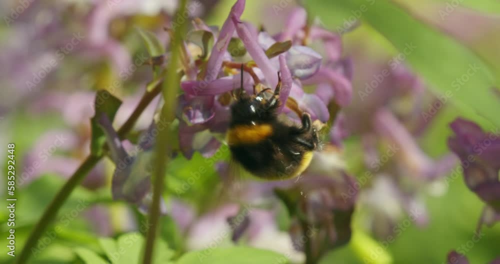 Pollination of the fumewort (Corydalis solida) by the bumbleebee in early spring Pollination of the fumewort (Corydalis solida) by the bumbleebee in early spring