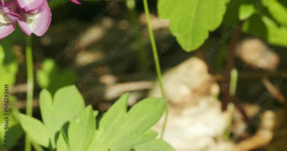 Pollination of the fumewort (Corydalis solida) by the bumbleebee in early spring Pollination of the fumewort (Corydalis solida) by the bumbleebee in early spring