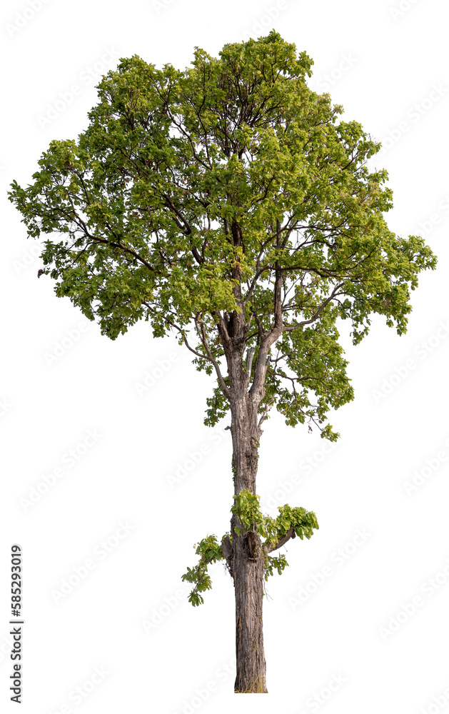 real tree on the transparent background has removed the original background