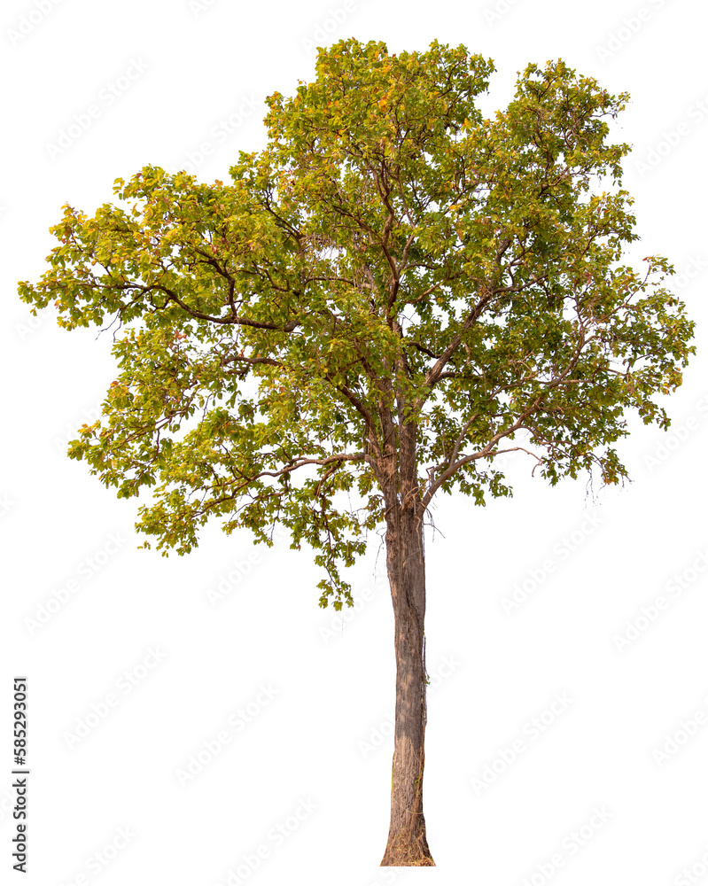 real tree on the transparent background has removed the original background