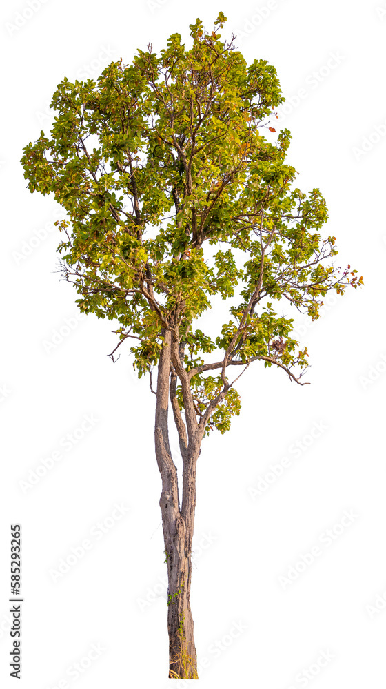 real tree on the transparent background has removed the original background