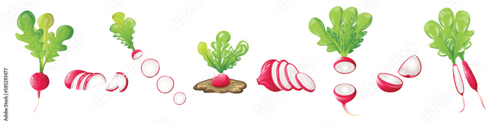Set of ripe radish on white background Set of ripe radish on white background