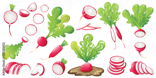 Set of ripe radish on white background