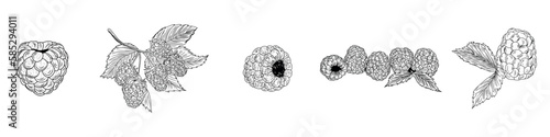 Set of ripe raspberries on white background