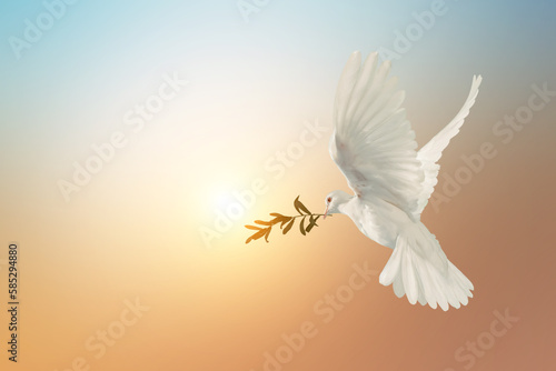 White Dove carrying olive leaf branch on Beautiful light and lens flare .Freedom concept and international day of peace , Free Clipping path  photo