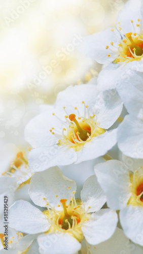 Banner with cherry blossom branches in nature outdoors. Macro shot of flowers in sunlight with copy space. Beautiful image of a panoramic view of spring nature