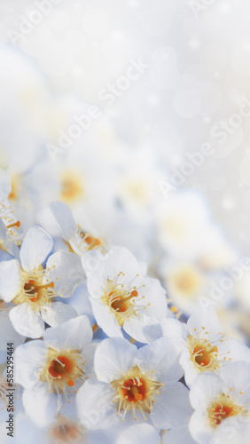 Banner with cherry blossom branches in nature outdoors. Macro shot of flowers in sunlight with copy space. Beautiful image of a panoramic view of spring nature