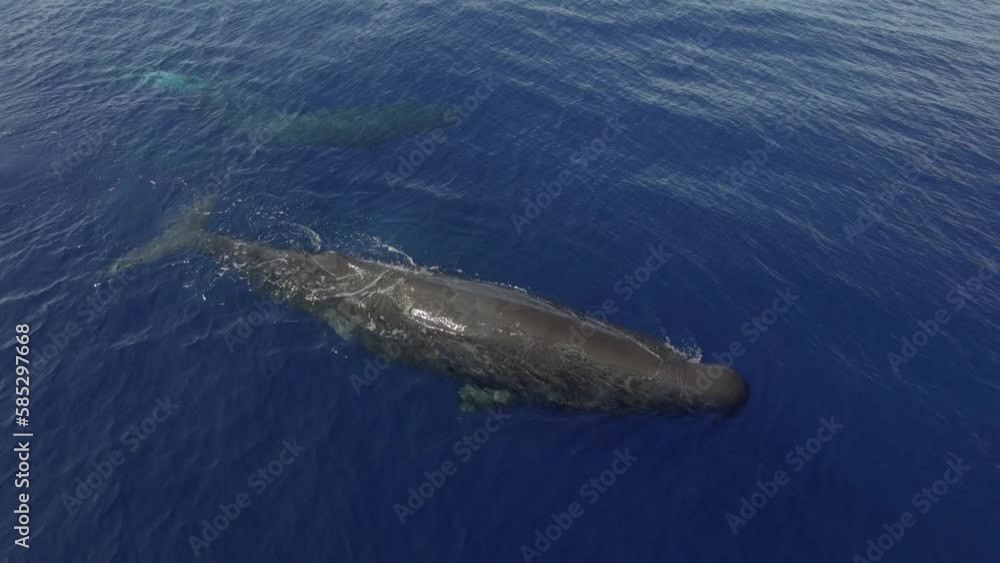 Stockvideon Close-up sperm whales drifts on surface of ocean water ...