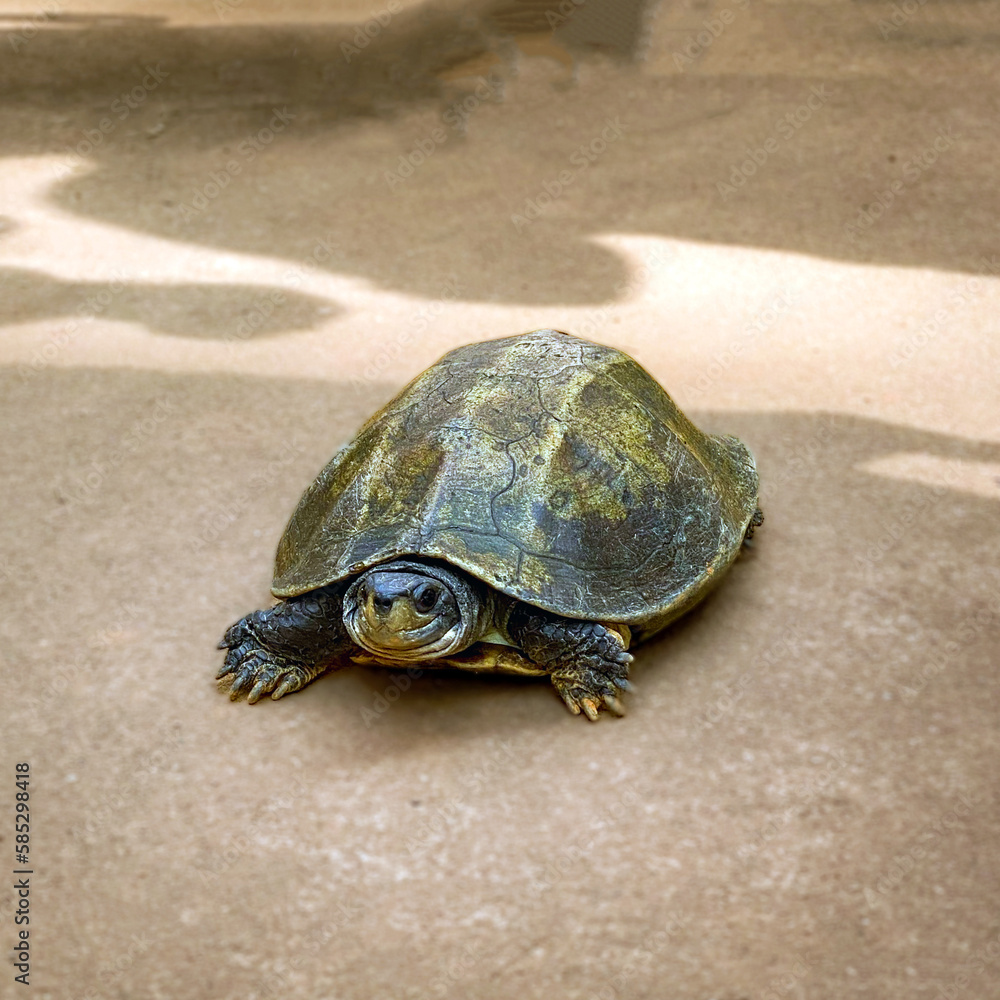 Obraz premium Take a walk with a turtle