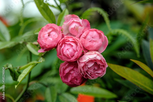 pink rose in garden