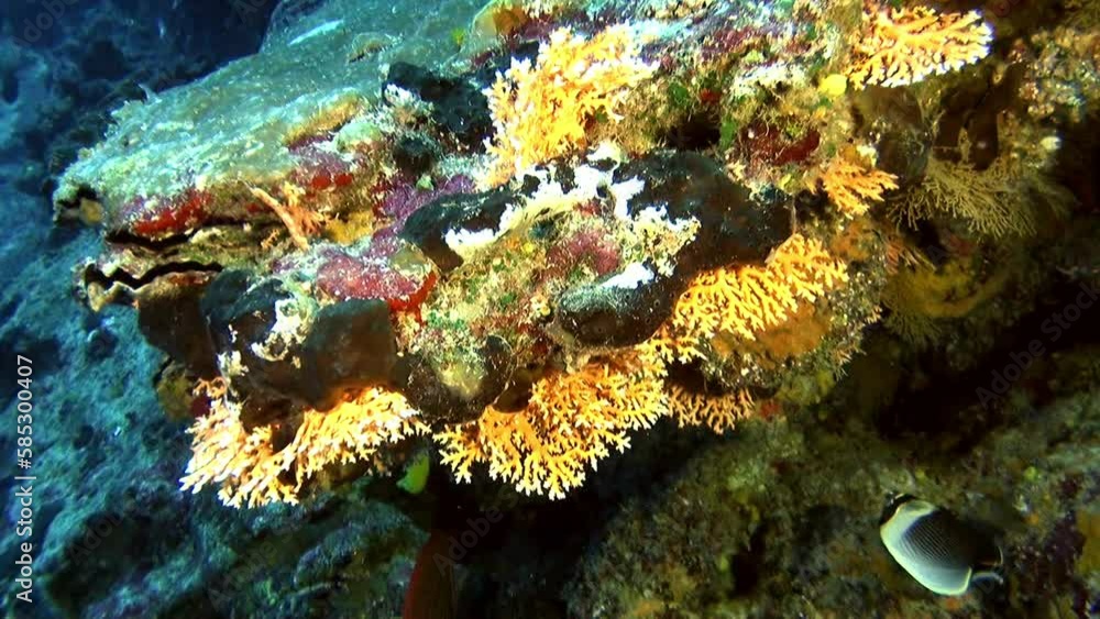Stockvideon Coral gardens of French Polynesia are treasure trove of
